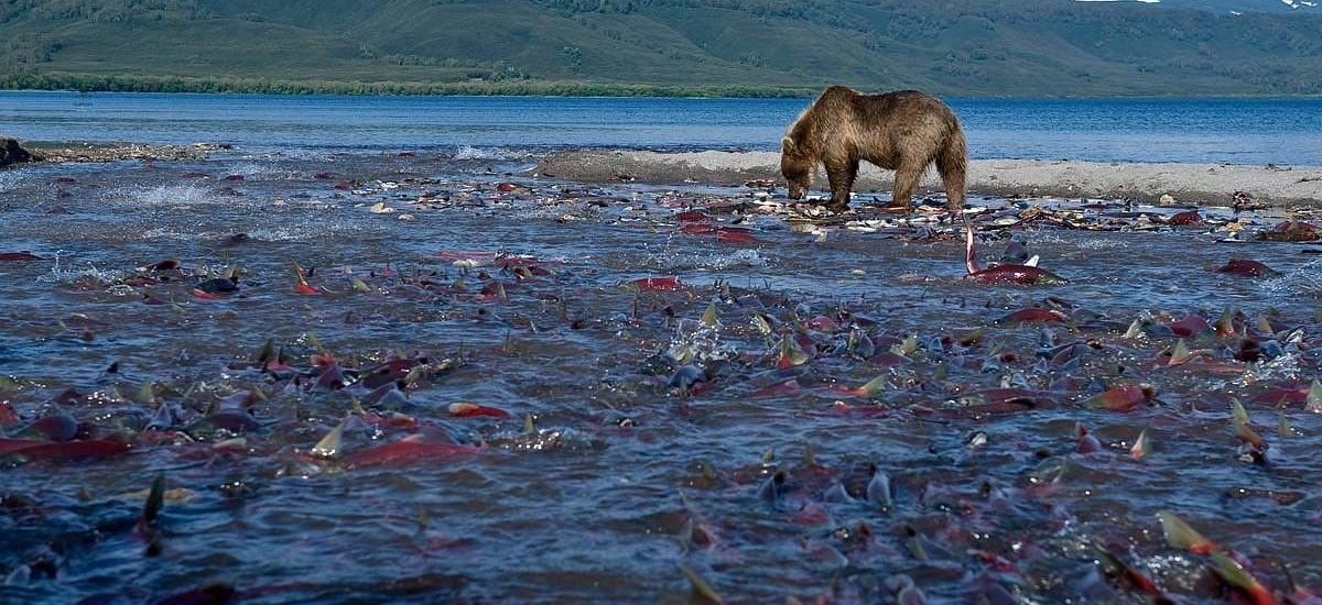 Мы собрали пять уникальных регионов, которые по праву считаются лучшими направлениями для рыбалки в России